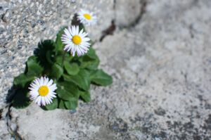 Blühende Gänseblümchen in einer Ritze am Straßenrand